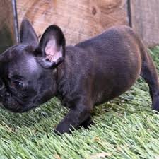 Looking for a dog breeder in austin texas? Austin French Bulldog Puppy 646045 Puppyspot