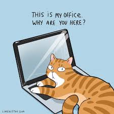 You can also upload and share your favorite funny wallpapers 1920x1080. Gefallt 13 7 Tsd Mal 87 Kommentare Lingvistov Gift Shop Lingvistov Auf Instagram Visit Our Shop Cute Cat Memes Cats Funny Cartoon Funny Cat Jokes