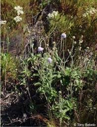Image result for Scabiosa drakensbergensis