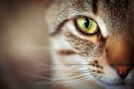 Ratgeber Gereizte Augen Bei Katzen Vtg Tiergesundheit