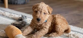 Image result for lakeland teriér