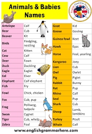 Baby Animal Names Definition And Examples English Grammar Here