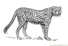 This animal is considered the fastest in the world. Cheetah Pictures To Color Free Printable Coloring Page Cheetah Mammals Cheetah Coloring Pages Cheetah Drawing Cheetah Pictures