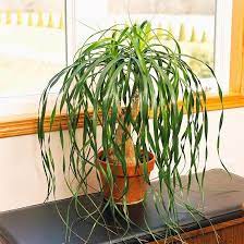 The attractive foliage, ease of care, and pollutant removing properties set it apart from tropical indoor plants. Pin On Gardening Garden Whimsy