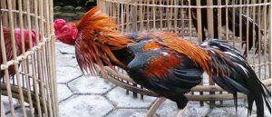 Tinggi nya bisa disesuaikan dengan ukuran lebih dari ayam. Jenis Kandang Ayam Bangkok Ukuran Dan Cara Membuatnya Berita Jadwal Sabung Ayam Online S1288 Sv388 Sm558