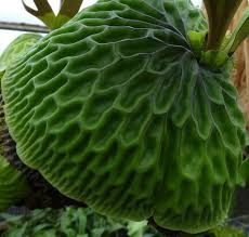 Image result for Platycerium