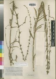 Image result for Wahlenbergia krebsii