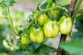 This product is not available for inquiry. How To Ripen Green Tomatoes Indoors Hgtv