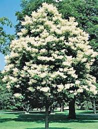Size of plant and color of highly fragrant flowers. Japanese Tree Lilac Blooms In The Summer Hardy To Zone 4 Unique Small Tree For Limited Space Specimen Trees Lilac Tree Japanese Tree