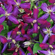 Check spelling or type a new query. Sweet Summer Love Clematis Plants For Sale Free Shipping