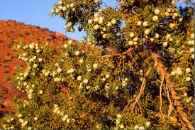 Ever wonder if your cedar tree is dying? The Junipers Classic Western Trees Desertusa