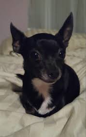 Petsmart is the world's largest pet supply and service retailer, offering over 10,000 products in each store to meet all of your. Pin On Doggies