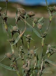 Image result for Crypsis schoenoides