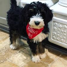Mama S Boy Bernedoodle Louie Is Wearing His Mama S Boy Bandana Boy Dog Accessories Big Dog Clothes Puppy Bandana