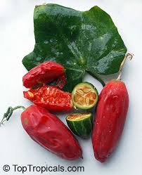 Image result for Coccinia grandis