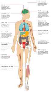 The Effects Of Cholesterol On The Body
