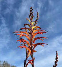 Image result for Afroqueta capensis