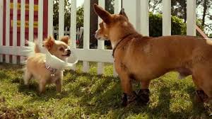 The three miniature pinscher mariachi band are somewhat similar to the four burrowing owl mariachi band from the nickelodeon movie rango papi (george lopez) and chloe with their chihuahua family, and friends live comfortably in beverly hills. Beverly Hills Chihuahua 3 Online 2012 Movie Yidio