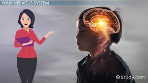 When something frightening happens, the sympathetic nervous system makes the heart beat faster so that it sends blood quickly to the. Nervous System Functions Lesson For Kids Video Lesson Transcript Study Com