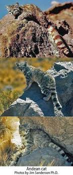 The andean mountain cat is a small but sturdy cat with long soft fur, which is a pale silvery gray in color. 24 Andean Cats Ideas Small Wild Cats Wild Cats Cats