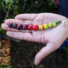 Roasters Cafe Daily Coffee On Instagram The Evolution Of The Coffee From Coffee Blossom To Coffee Cherry To Coffee Bean Coffee Beans Cafe Roaster
