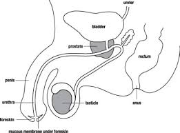 Be sure to visit the guide for more context and information about muscles of the body unlabeled, or read some of our other health & anatomy posts! Male Reproductive System Diagram Unlabeled Anatomy And Physiology Of Animals Diagram Summarising The The Male Reproductive System And The Female Reproductive System Both Are Needed For Reproduction