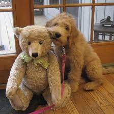 11 Dogs So Adorable They Look Like Stuffed Animals Goldendoodle Teddy Bear Dog Designer Dogs Breeds
