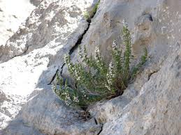 Image result for Micromeria