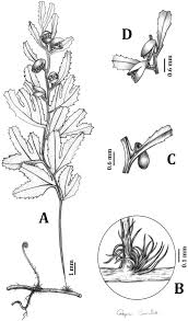 Image result for Hymenophyllum tunbridgense