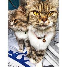 my lovely cats we are back so much happiness leon and mela canngu bali indonesia leon mela cats mylife happ cats cat s instagram