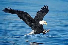 Pin On Bald Eagles