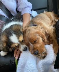Pin On Pups