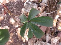 Image result for Cyphostemma paucidentatum