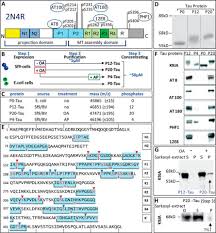 A prova de que se pode fazer uma produção destas sem cair na vulgaridade. Oligomer Formation Of Tau Protein Hyperphosphorylated In Cells Journal Of Biological Chemistry