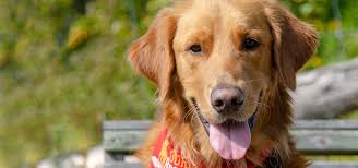 Maybe you would like to learn more about one of these? Golden Rescue Home