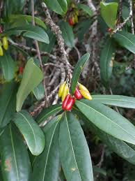 Image result for Aneulophus