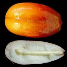 We did not find results for: Growth Regulators And Germination Of Recalcitrant Seeds Botany One