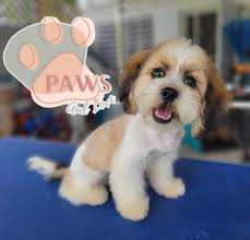 Jose Chelo Rodriguez (@original.chelozki) • Instagram photos and videos