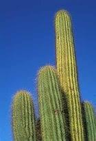 The ways plants protect themselves vary widely depending upon the location, growing conditions, and predators by which the plant may be attacked. What Adaptation Does A Cactus Plant Have To Protect Itself Quora