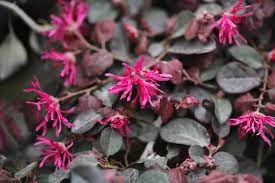 We did not find results for: Best Shrubs With Pink Or Magenta Flowers