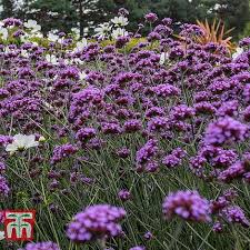 Maybe you would like to learn more about one of these? Verbena Buenos Aires Thompson Morgan