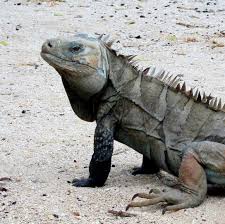 It is a good idea to learn to live with these for example, thickets, rock piles and mounds of mulch all are features that an iguana will be happy. Cyclura Ricordii Wikipedia