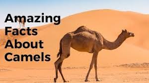This series of camel albums are really only reserved for the band's most ardent fans, who are looking for deep cuts to satiate their appetite for the band's music, but i. Camel Best Ever Albums