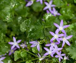 Other ground cover plants should be used where grass is difficult to grow or maintain. Flowering Groundcovers Plants For Sun Shade And Fast Growth Australian House And Garden