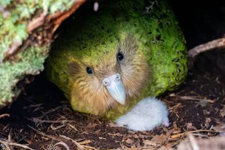 My lovely distraction': live stream of kākāpō – world's fattest parrot – and her chicks captivates New Zealand | New Zealand | The Guardian