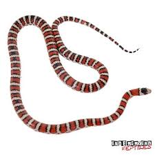 Chihuahua Mountain Kingsnake For Sale Cool Snakes Chihuahua Snake