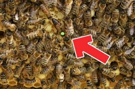 Image result for Queen bee
