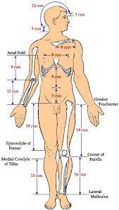 Tcm Student Cun Measurements Acupuncture Shiatsu Massage Acupressure Moxibustion