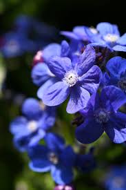 Image result for Anchusa capensis