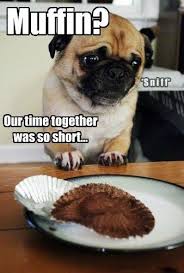 There S Muffin Wrong With Having Another Pugs Funny Pug Memes Cute Pugs